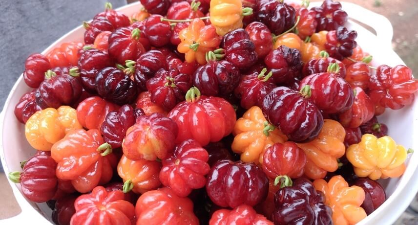 25 Fruits of Madeira Island - Pitanga